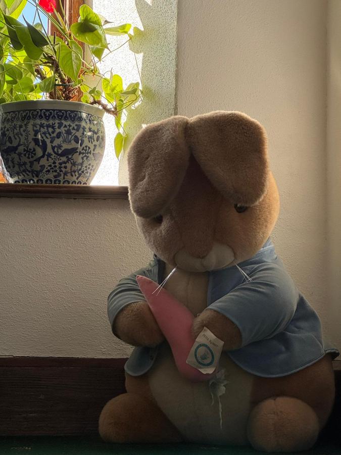 Guest photo of the Denehurst teddy rabbit by a window